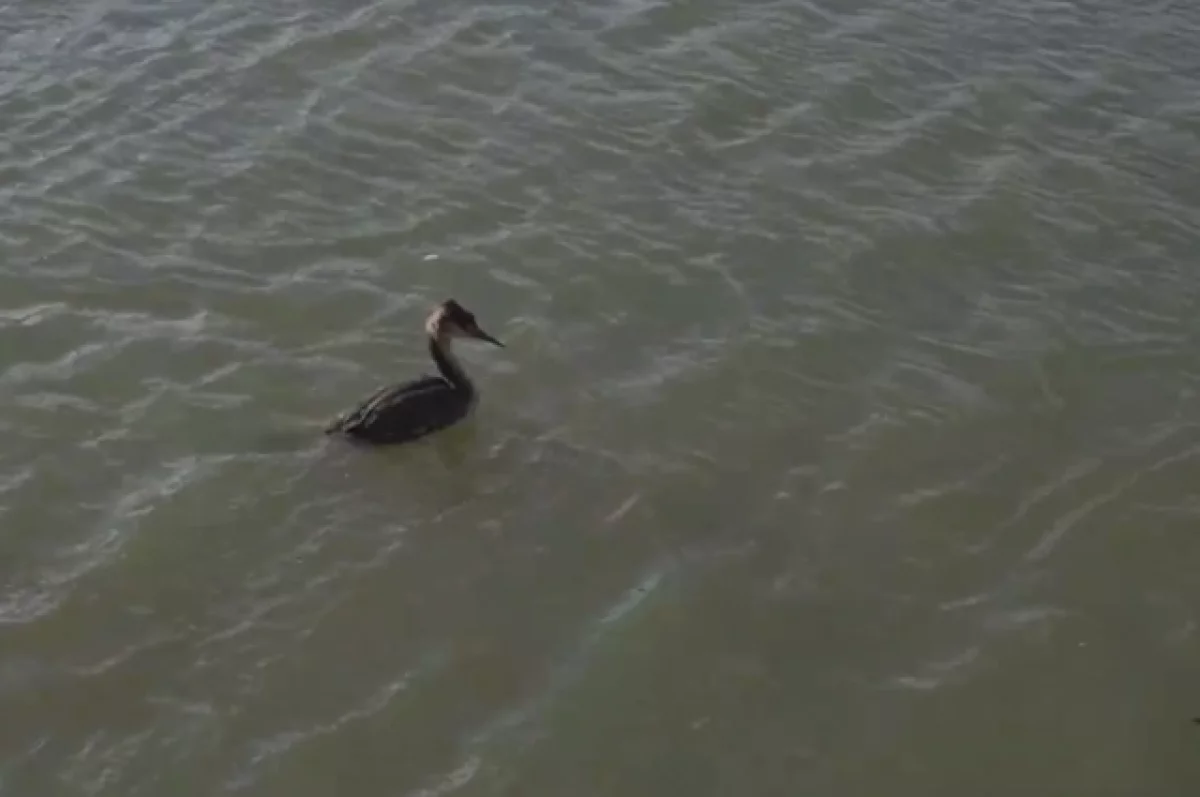 В Краснодаре выпустили в естественную среду 200 спасенных на побережье птиц
В Краснодаре выпустили в естественную среду 200 спасенных на побережье птиц