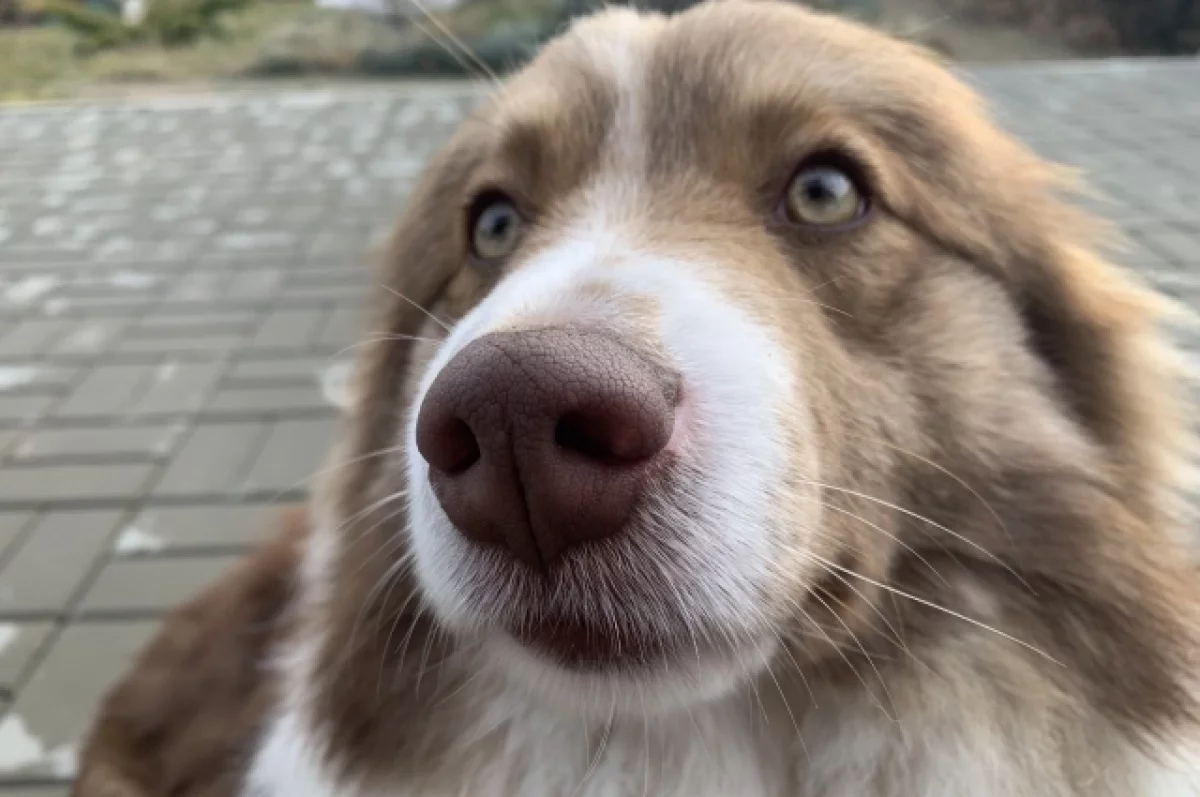 В Краснодаре полиция проведет проверку после убийства бездомной собаки
В Краснодаре полиция проведет проверку после убийства бездомной собаки