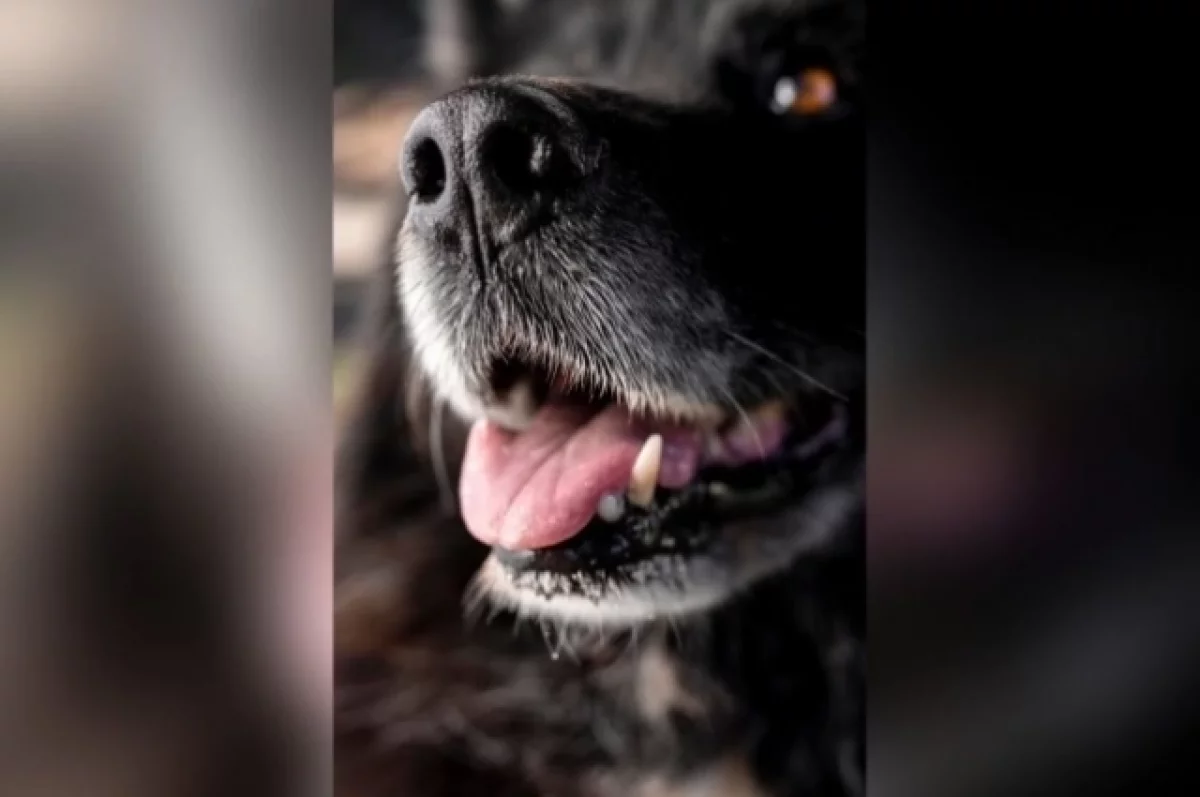 В Краснодаре начали проверку после отравления собак в Юбилейном мкр
В Краснодаре начали проверку после отравления собак в Юбилейном мкр